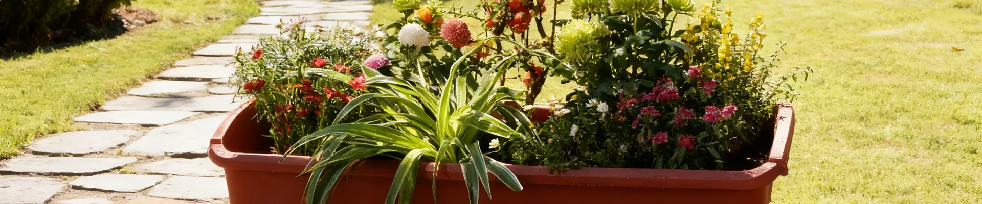 প্ল্যান্টার বক্স