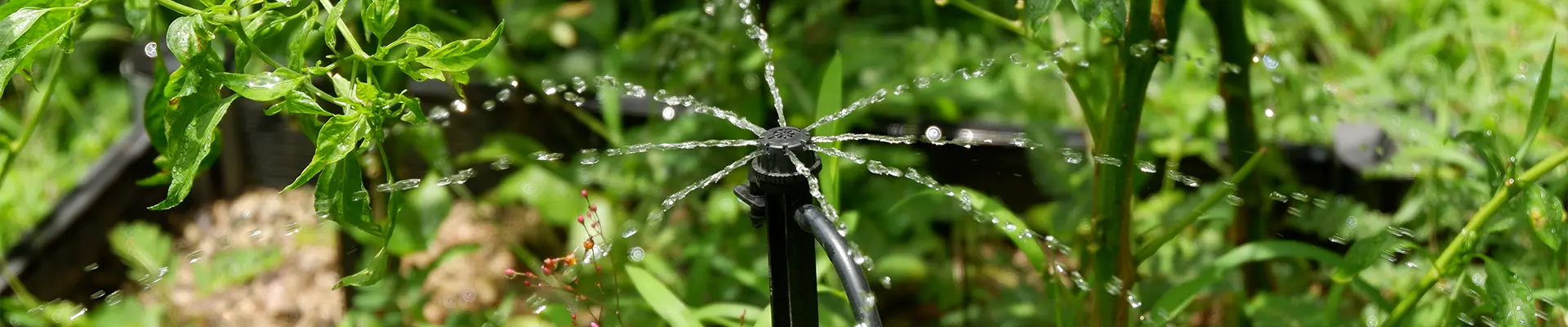 ড্রিপার সেচ