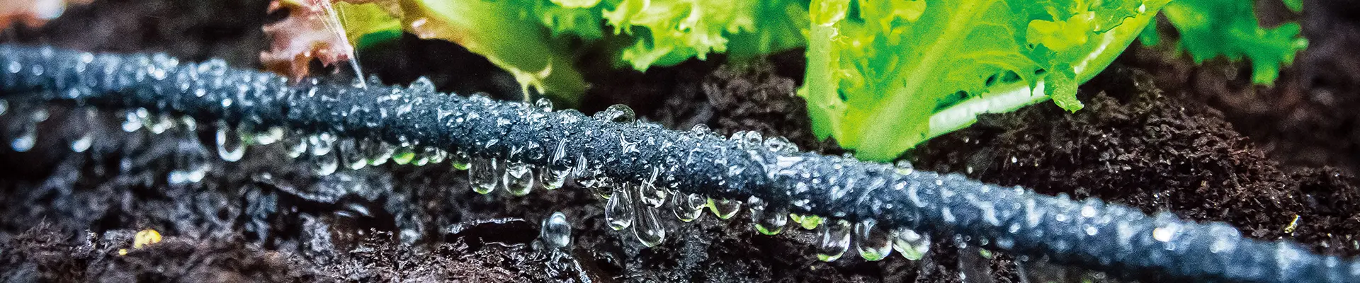 DIY সেচ কিট