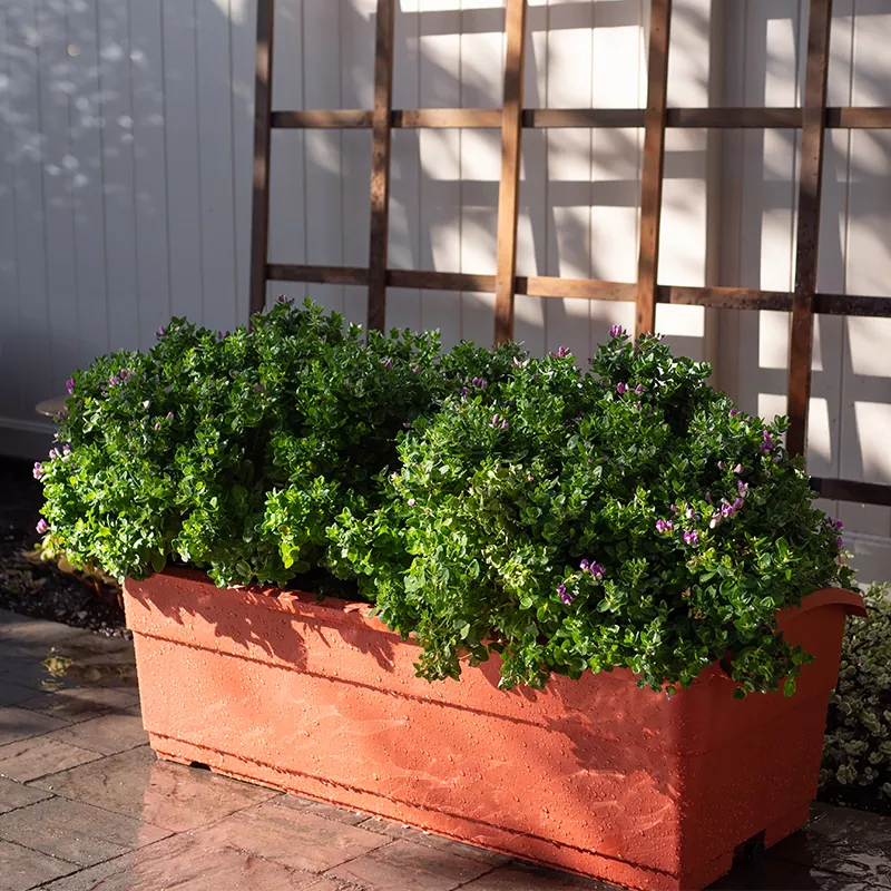 30L সেল্ফ ওয়াটারিং প্ল্যানার