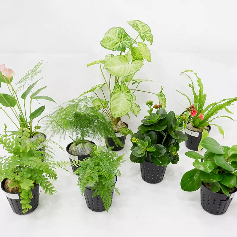 পিপি উপাদান 3 ইঞ্চি ইনার প্লান্টার